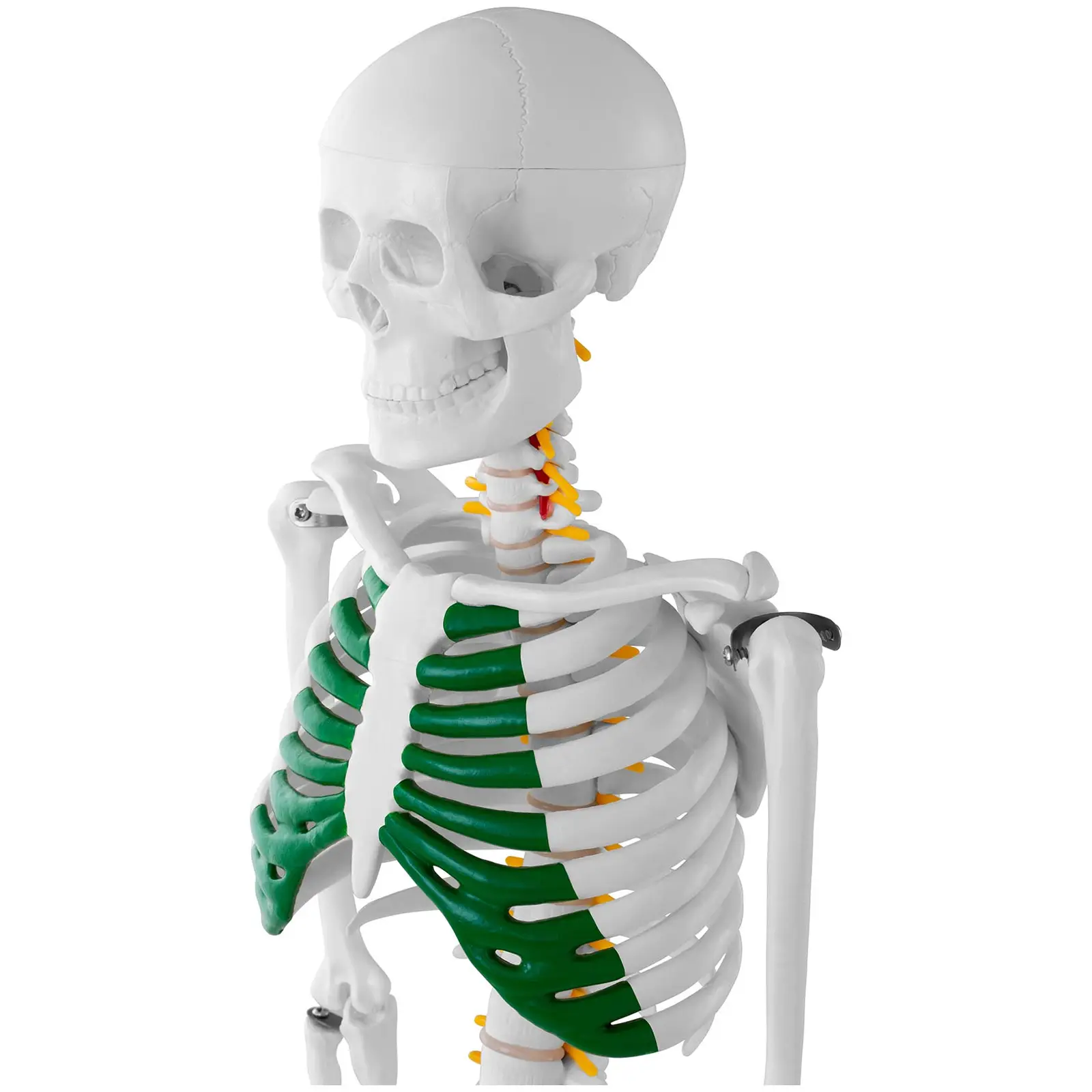 Miniature Skeleton - 85 cm