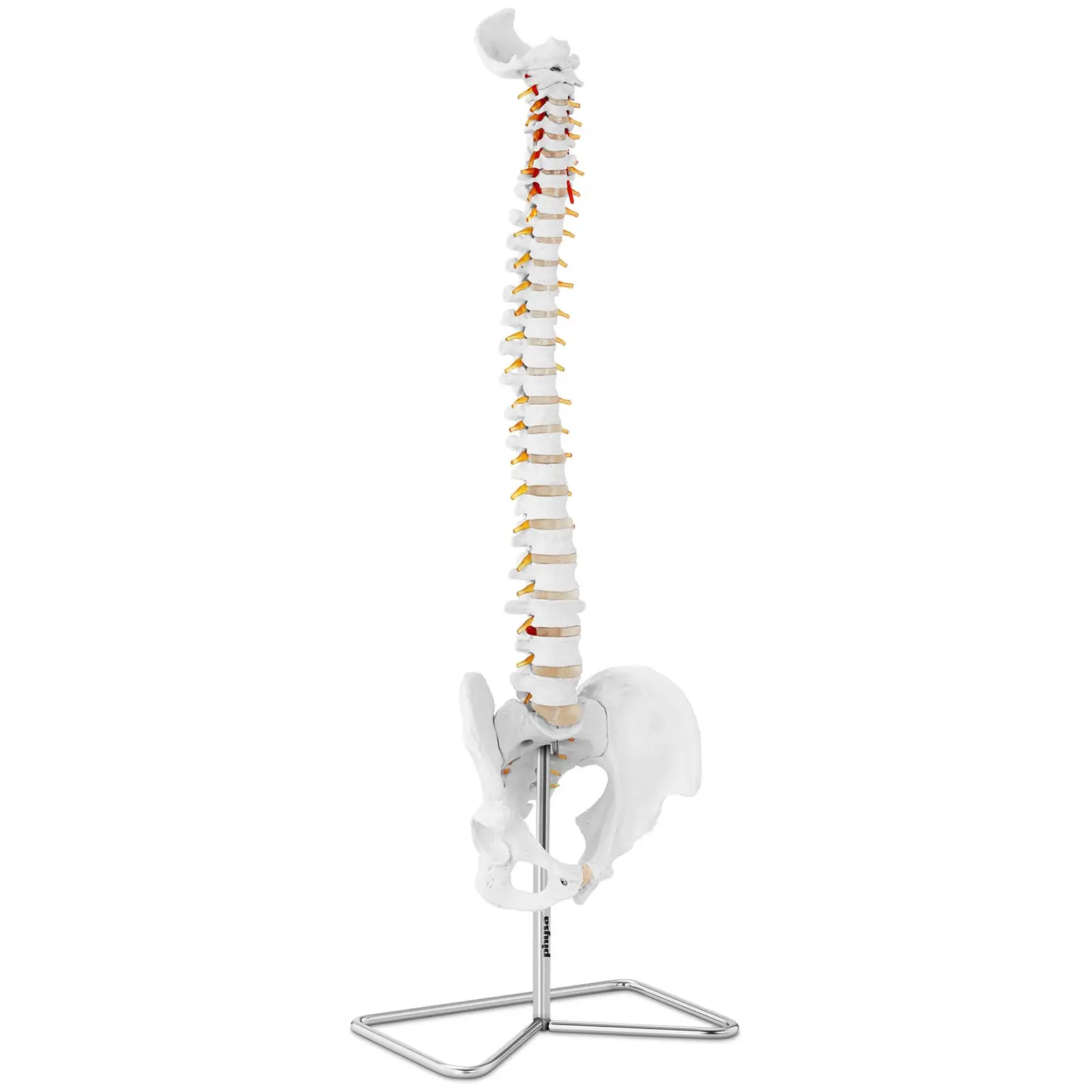 Model Spine with Pelvis - lifesized
