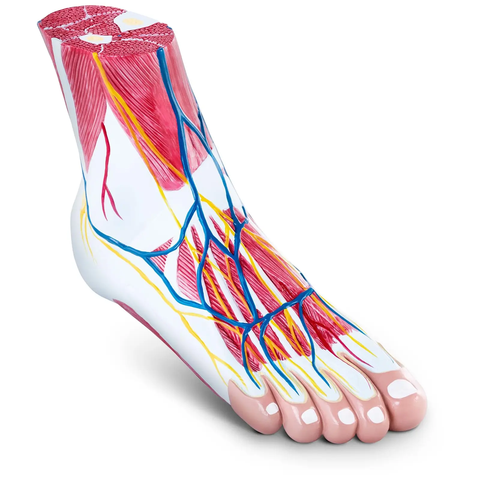 Anatomy Model - Foot three-parts - Life-Size - muscle degeneration