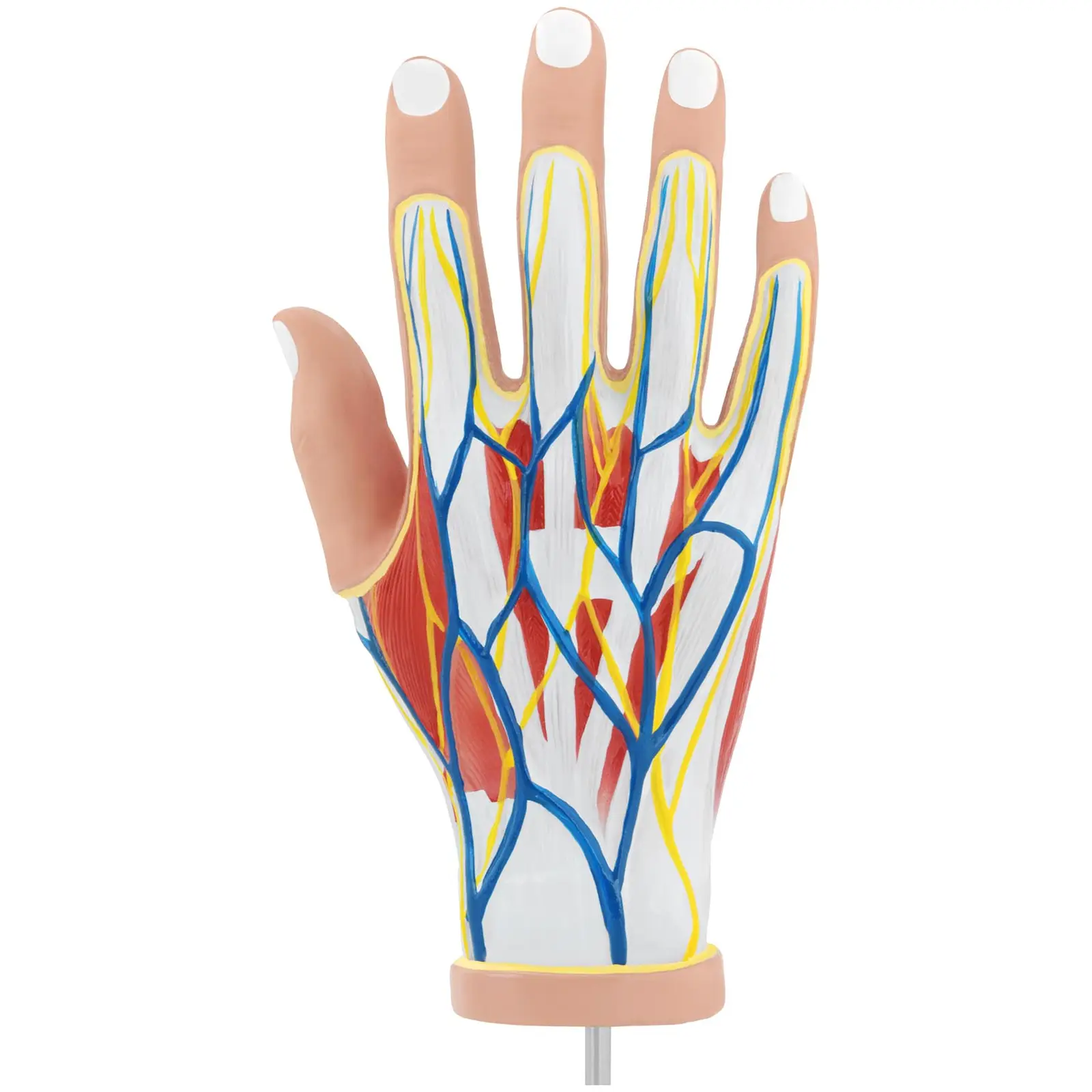 Anatomy Model - Hand - Four Pieces - Original Size - Muscle Degeneration