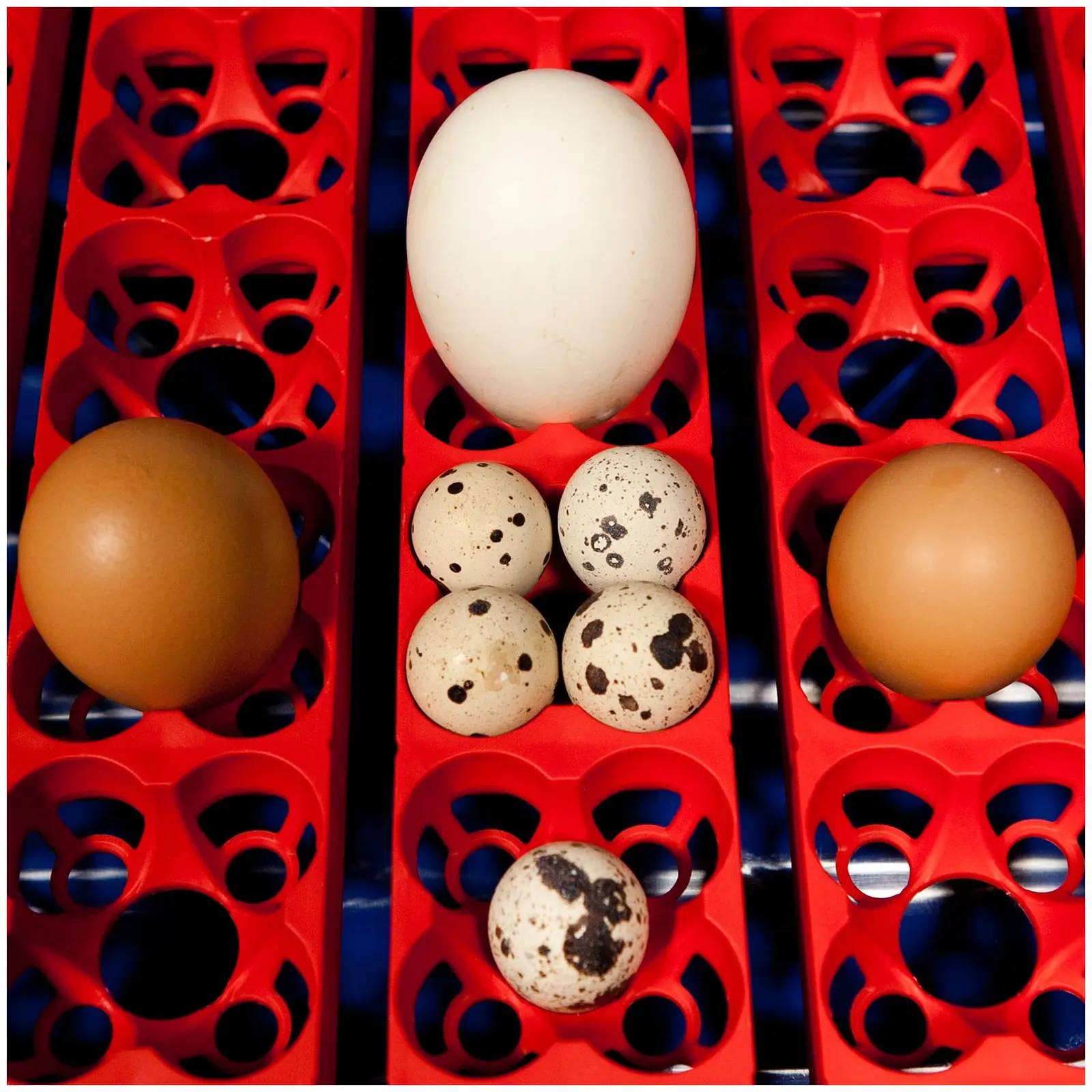 Incubator - 49 eggs - semi-automatic